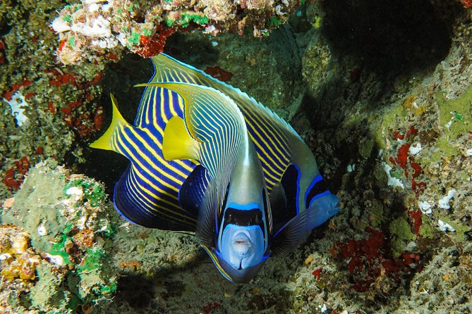 1/2 day Tahaa coral garden - departure Raiatea / ideal for cruise passengers - Guides who keep the outing organized