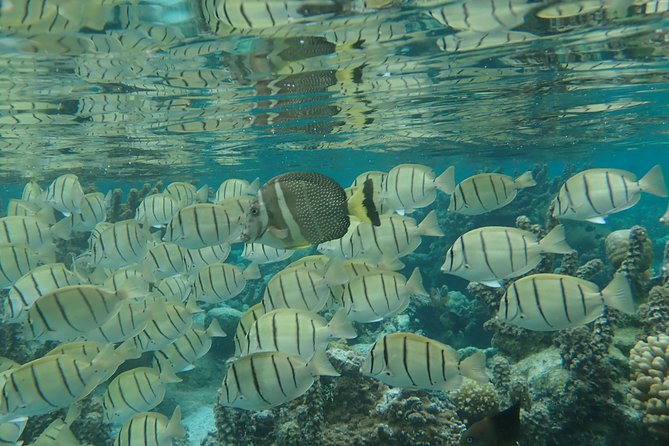 1/2 day Tahaa coral garden - departure Raiatea / ideal for cruise passengers - Tide, coral protection, and safety