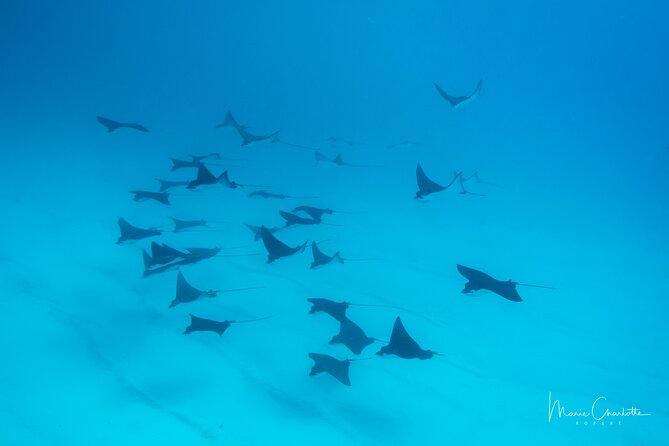 1 Afternoon Dive for Certified Divers in Bora Bora - Why an afternoon underwater trip works well in Bora Bora