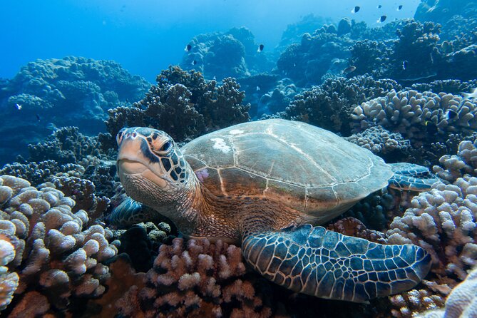 1 Afternoon Dive for Certified Divers in Bora Bora - How much value does the $123.78 price offer?