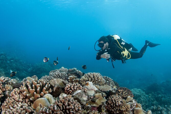 1 Afternoon Dive for Certified Divers in Bora Bora - Who will enjoy this outing most