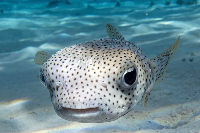 1 Afternoon Dive for Certified Divers in Bora Bora - Starting at Bora Diving Center