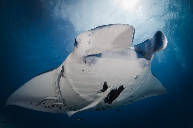 2 Dives in the morning for certified divers in Bora Bora - Two morning sessions, two sides of Bora Bora