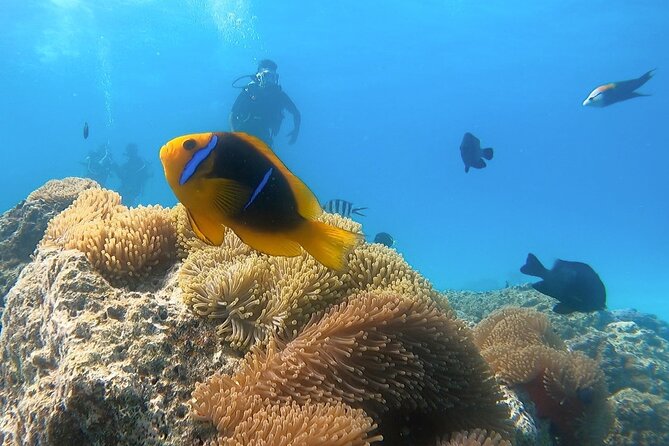 2 Dives in the morning for certified divers in Bora Bora - Beyond the reef, sharks, coral, and current