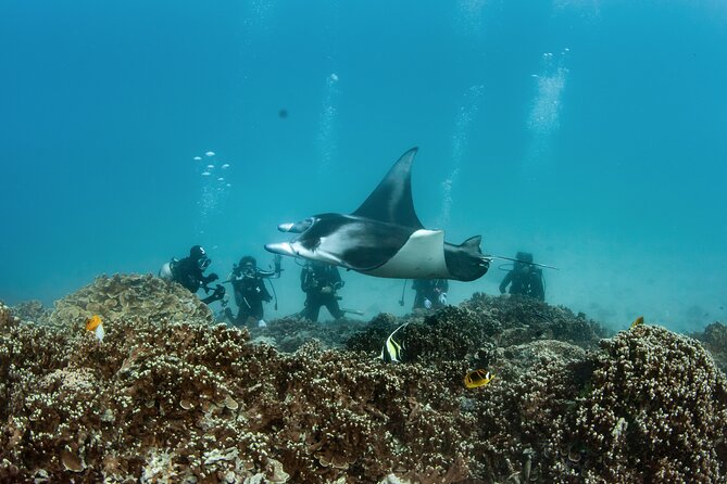 2 Dives in the morning for certified divers in Bora Bora - Why the small group helps