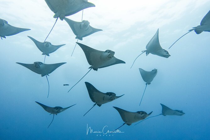 2 Dives in the morning for certified divers in Bora Bora - The lagoon session and the manta-ray possibility
