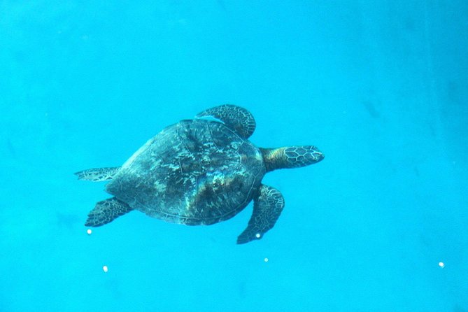 3-hour Lagoon Snorkeling Tour - Shared Tour - A break with fruit, drinks, and island flavor