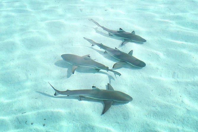 3-hour Lagoon Snorkeling Tour - Shared Tour - What the guides add to the experience
