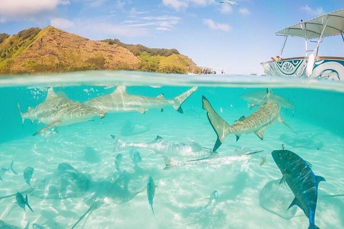 3-hour Lagoon Snorkeling Tour - Shared Tour - Pickup, cruise timing, and the detail that matters most