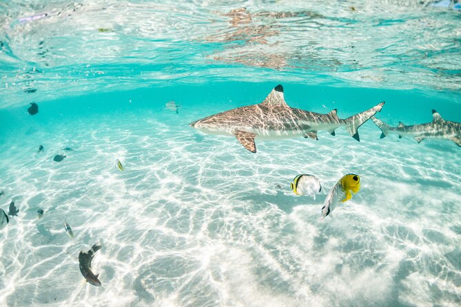 3-Hour Snorkeling Tour - Hauru and the coral garden between two motu