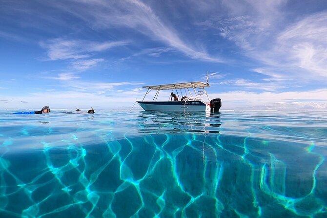 3h dolphin and snorkeling tour in a wild lagoon with Mobydick - The dolphin search near Paea