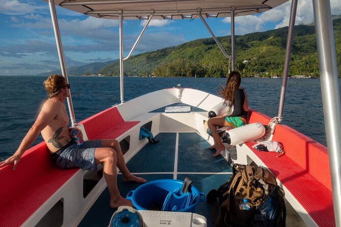 3h dolphin and snorkeling tour in a wild lagoon with Mobydick - What the marine life can teach you