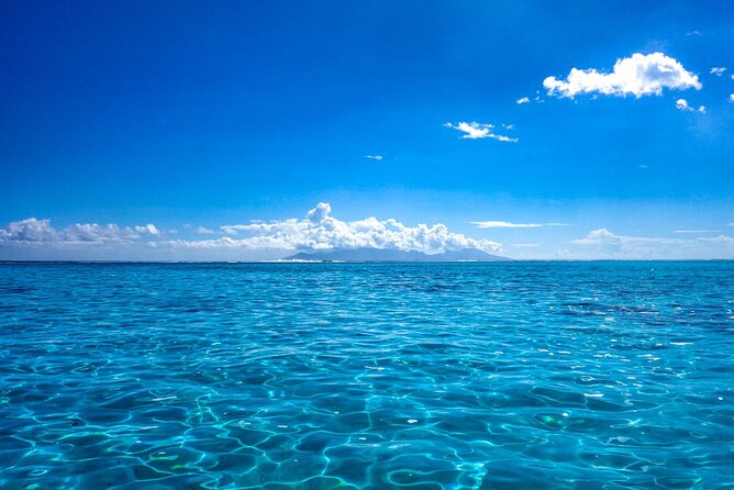 3h dolphin and snorkeling tour in a wild lagoon with Mobydick - The real value of $144.54