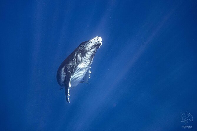 3h dolphin and snorkeling tour in a wild lagoon with Mobydick - Getting to the Paea meeting point