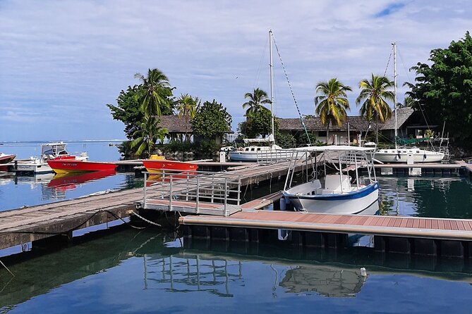 3h dolphin and snorkeling tour in a wild lagoon with Mobydick - Who will enjoy this most