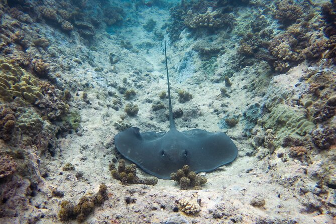 3h dolphin and snorkeling tour in a wild lagoon with Mobydick - Aboard Stenella for a three-hour outing