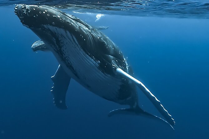 4 Hour Private Humpback Whales Encounter in Moorea - Key points to know before you book