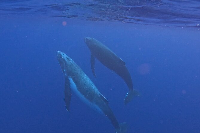 4 Hour Private Humpback Whales Encounter in Moorea - The four-hour plan, from briefing to whale search