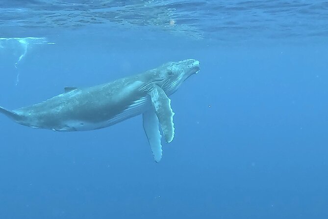 4 Hour Private Humpback Whales Encounter in Moorea - Who will get the most from this tour?