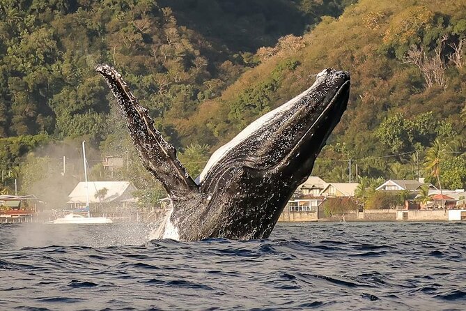 4 Hours of Humpback Whale Watching in Tahiti - Key things to know before booking
