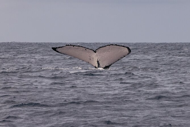 4 Hours of Humpback Whale Watching in Tahiti - Why this Tahiti whale trip feels different