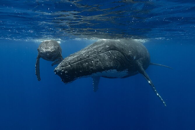 4 Hours of Humpback Whale Watching in Tahiti - Searching for humpback whales from the boat