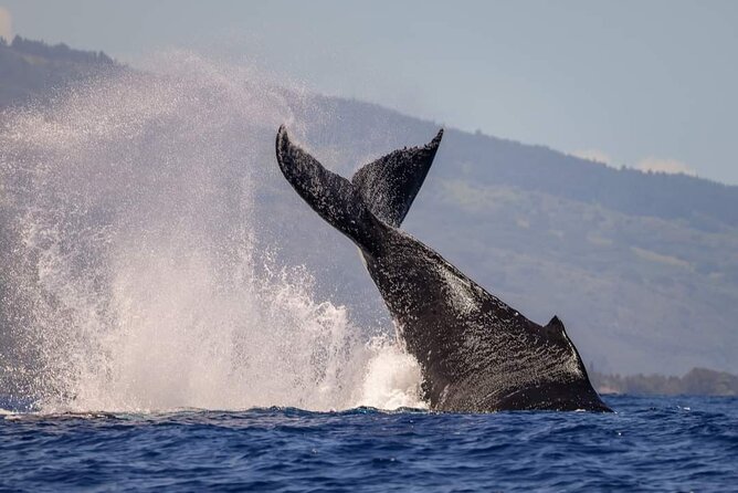4 Hours of Humpback Whale Watching in Tahiti - The guides make the difference