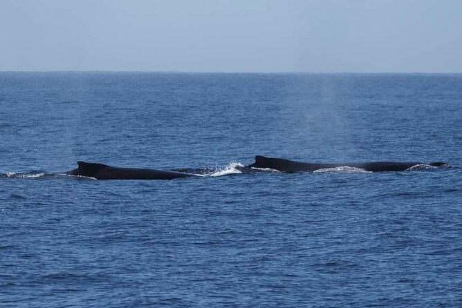 4 Hours of Humpback Whale Watching in Tahiti - Choppy water, missed expectations, and the honest trade-off
