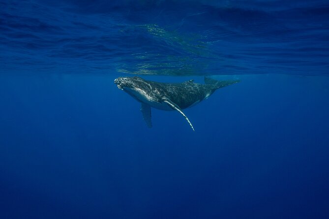 4 Hours of Humpback Whale Watching in Tahiti - Leaving Puna’auia and getting the briefing