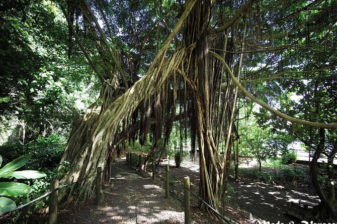 5 Hours Tahiti Island Tour - West and East Coast - Vaipahi Water Gardens add plants and a waterfall