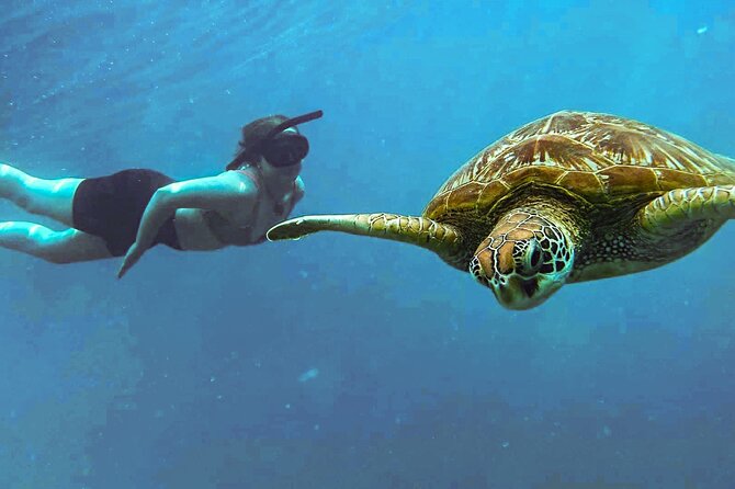 A Cook Islands Turtle Tour - small groups, premium experience - Why the turtle guarantee matters at Rarotonga