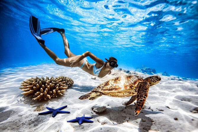 A Cook Islands Turtle Tour - small groups, premium experience - Photography that lets you enjoy the swim