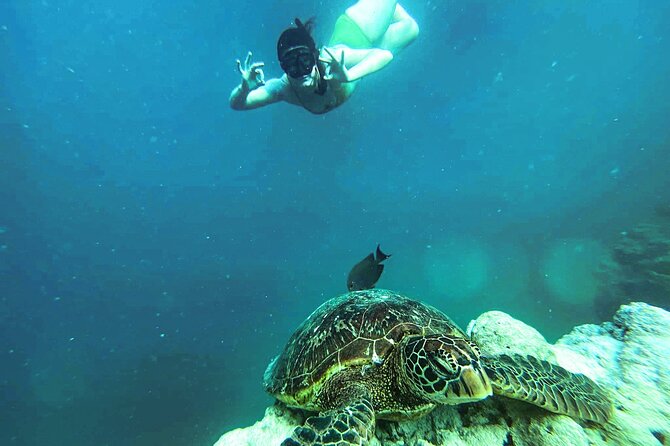 A Cook Islands Turtle Tour - small groups, premium experience - What $119.77 buys you