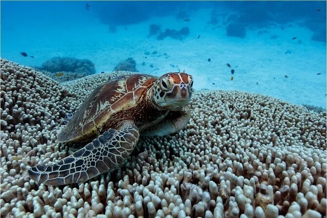 A Cook Islands Turtle Tour - small groups, premium experience - The 90-minute outing, from beach to reef