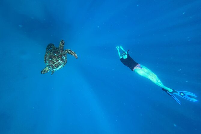 A Turtle Tour on Rarotonga - small groups, premium experience - Key points to know before you book
