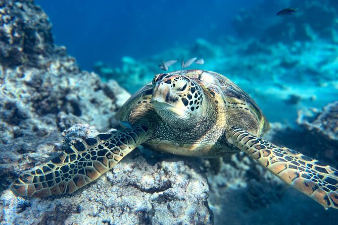 A Turtle Tour on Rarotonga - small groups, premium experience - Why the Passage makes this snorkel different