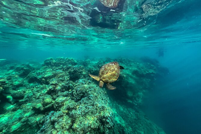 A Turtle Tour on Rarotonga - small groups, premium experience - Small groups make a real difference