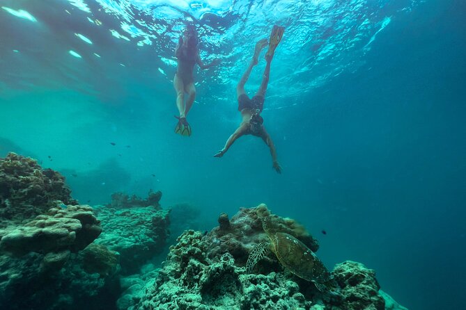 A Turtle Tour on Rarotonga - small groups, premium experience - Who will enjoy this most?
