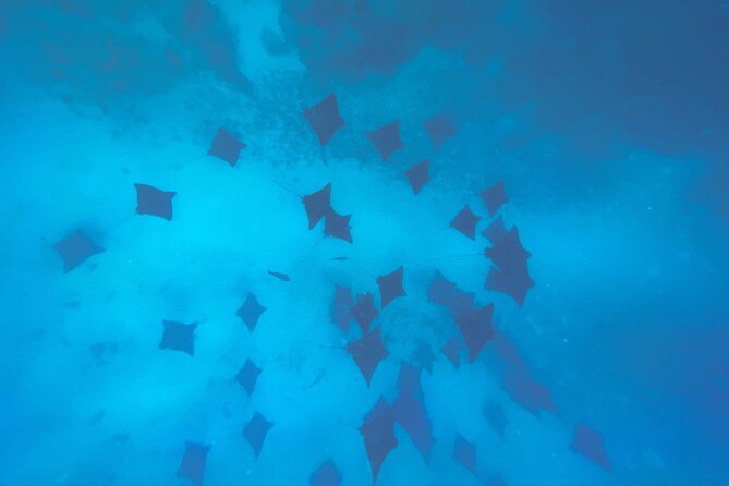 A Turtle Tour on Rarotonga - small groups, premium experience - Weather, cancellations, and planning your day
