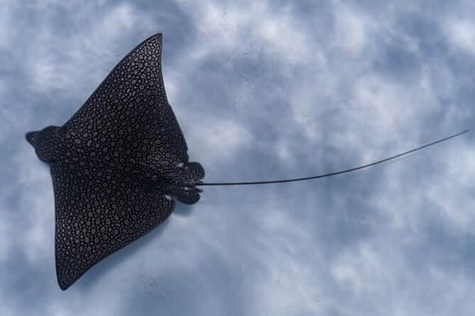An Eagle Ray and Turtle Tour-Small Groups & Photography Included - Meeting turtles in the water