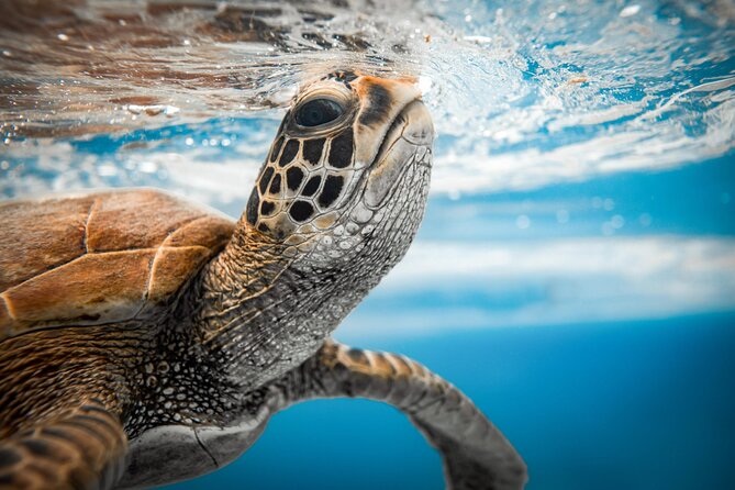 An Eagle Ray and Turtle Tour-Small Groups & Photography Included - Planning around weather and cancellations