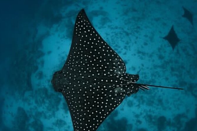 An Eagle Ray and Turtle Tour-Small Groups & Photography Included - Who should book this Rarotonga snorkel?