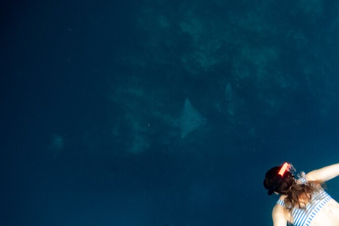 An Eagle Ray and Turtle Tour-Small Groups & Photography Included - Equipment and safety for first-timers