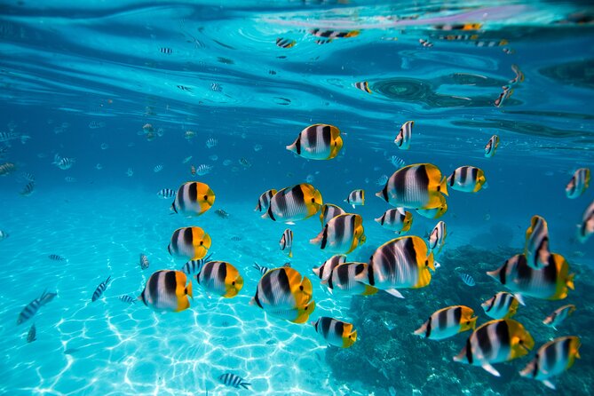 An Immersed Day in Bora Bora with O-sea - The ocean-side walk adds a quieter finish