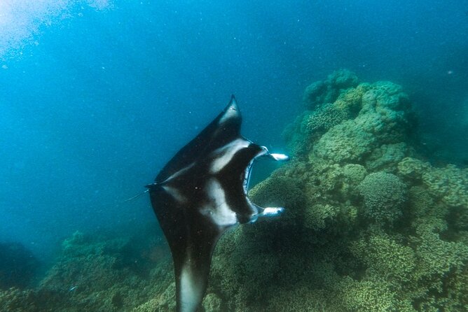 An Immersed Day in Bora Bora with O-sea - Rays, coral gardens, and tropical fish in the first part of the day