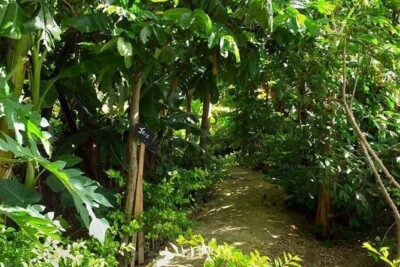 Ancient Tonga Cultur Tour 2hr Full Culture Tour