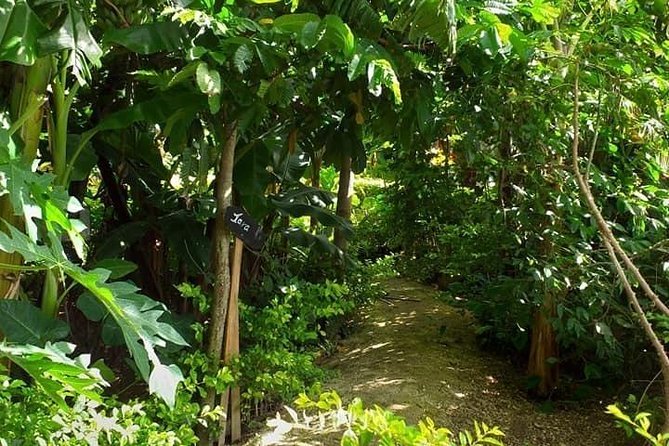Ancient Tonga Cultur Tour 2hr Full Culture Tour - Tapa, weaving, and the taovala