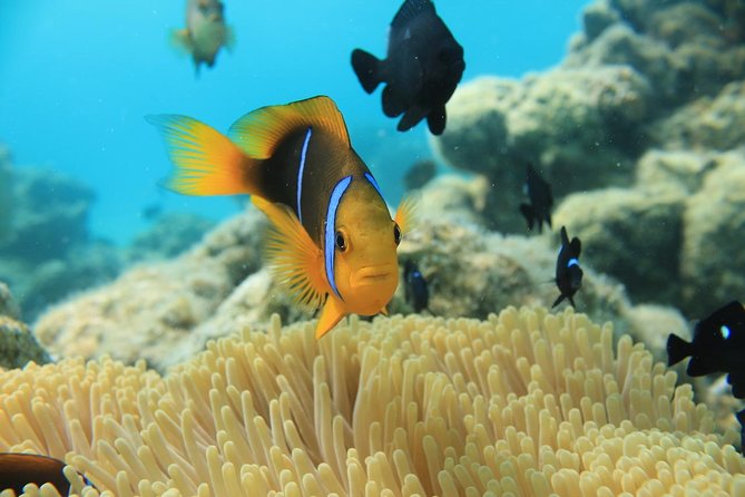 Aqua Safari Introductory Helmet Dive (Underwater Walk) - Price, timing, and cancellation advice