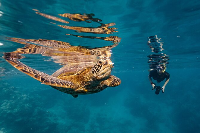 Ariki Adventures: Premium Sea Scooter Turtle Adventure - Why the sea scooter changes the turtle outing