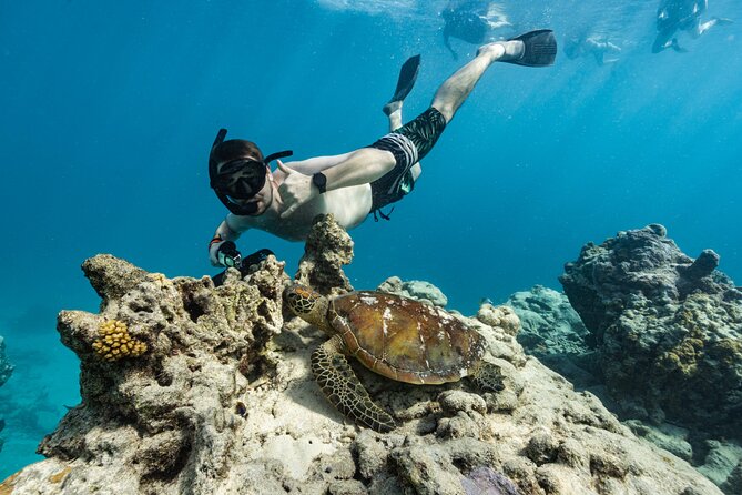 Ariki Adventures: Premium Sea Scooter Turtle Adventure - Swimming with two native turtle species